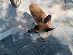 -北京鹿世界主题园