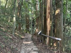 -天目山大树王景区