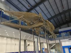 -上海海洋大学鱼文化博物馆(军工路校区)