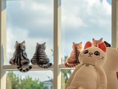 -飞行喵MR PILOT|猫舍·猫咖(静安大融城店)
