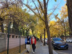 -三里屯东五街银杏大道
