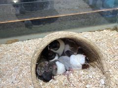 -怪兽屋·羊驼·猫咖·狗咖(俊华广场店)