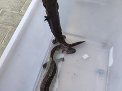 -业华湘·特色菜