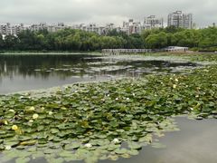 -新江湾城公园