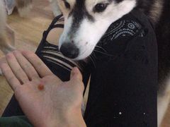 -Husky Go! 哈士奇体验馆·宠物咖啡厅狗咖
