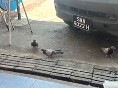 -新记肉骨茶