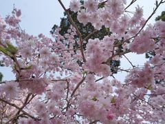 -醍醐寺