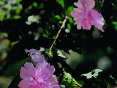 -香山公园