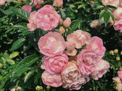 -人民公园(罗湖区)