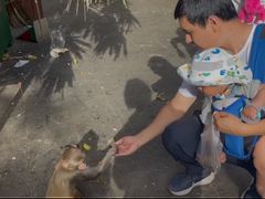 -南湾猴岛+椰田古寨一日游