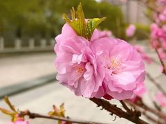 -群力丁香公园