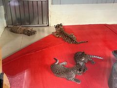-深圳野生动物园