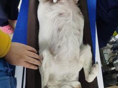 -爱侣宠医·鹦鹉专科·小型哺乳类·异宠专科(灵石路店)