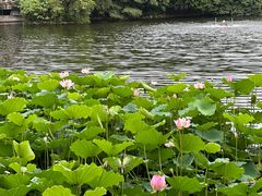 -荔湾湖公园