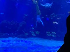 -石家庄海洋公园