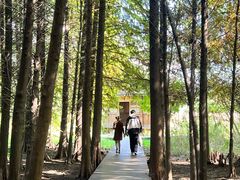 -溱湖国家湿地公园