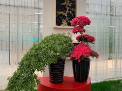 -上海鲜花港