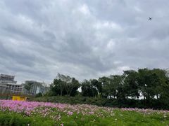 -春花秋色城市公园