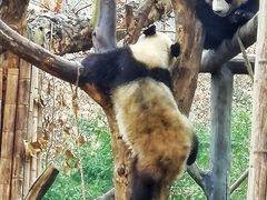 -都江堰中华大熊猫苑