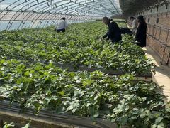 -甜心庄园·甜心草莓采摘园(西青中北店)