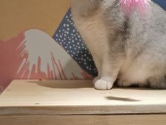 -滚猫咖啡·猫咖·猫友好撸猫(未来城店)