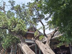 -晋祠公园