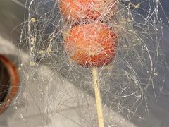 -东来顺饭庄(奥莱店)