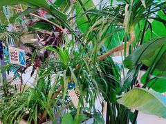 -Blueglass酸奶(财富购物中心店)