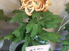 -杭州植物园