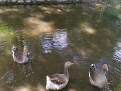 -福建鲤鱼洲酒店