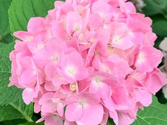 -上海滨江森林公园