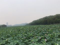 -月湖风景区