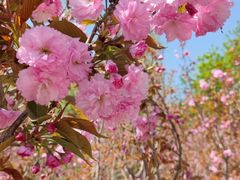 -长白岛森林公园