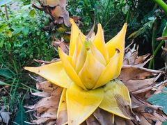 -中国科学院西双版纳热带植物园
