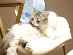 -飞行喵MR PILOT|猫舍·猫咖(静安大融城店)