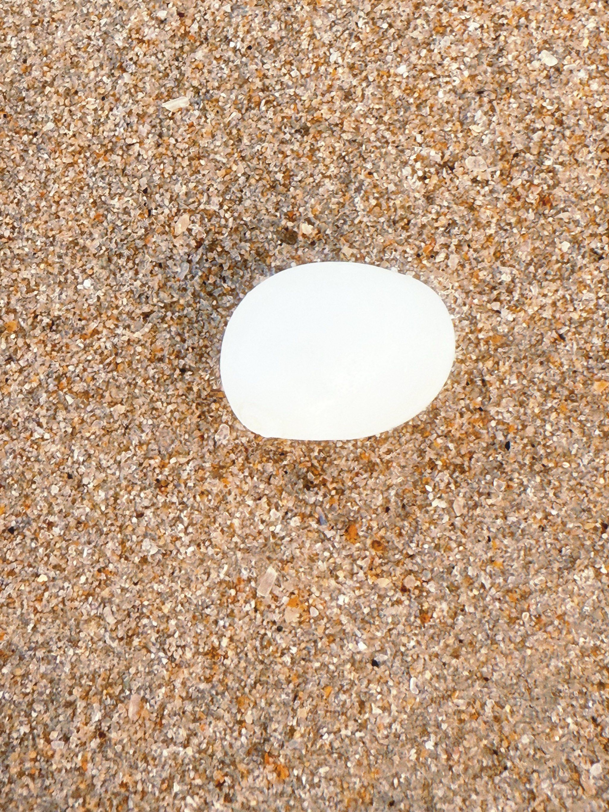 晶莹剔透小贝壳