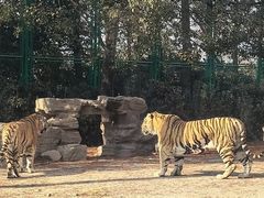 -上海野生动物园老虎餐厅