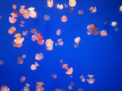 -江和美海洋公园
