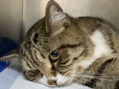 -中农国际动物医院24小时·猫科·骨科·急重症中心