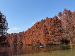 -上海海湾国家森林公园