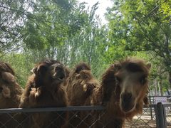 -长白岛森林公园