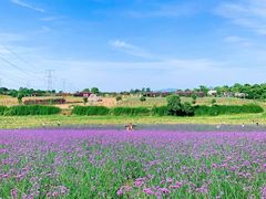 -紫颐香薰山谷景区