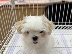 -翊宠yipet猫狗购宠庄园犬舍•猫舍