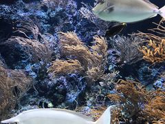 -新加坡海洋生态馆