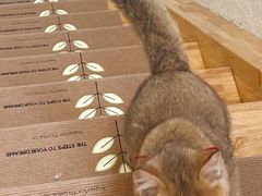 -猫在这儿猫咪咖啡馆·撸猫馆