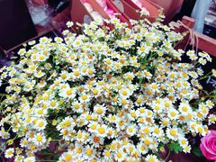 -ChaKo Flora ·茶子花艺 (市北店)