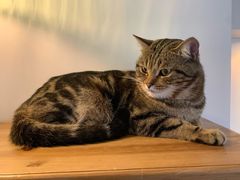 -Catmate·猫肥家润(金润铂宫店)