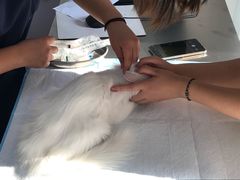 -喜多萌中农锦绣动物医院24H·猫科·牙科MRI·CT