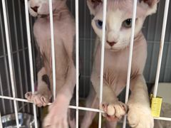 -翊宠yipet猫狗购宠庄园犬舍•猫舍