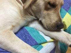 -翊宠yipet猫狗购宠庄园犬舍•猫舍